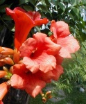 image of flower