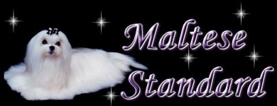 image of maltese_dog