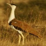 image of indian_bustard #14