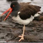 image of bird