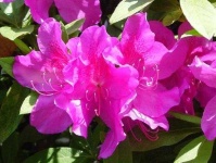 image of flower