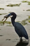 image of little_blue_heron