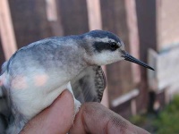 image of red_backed_sandpiper #6