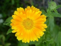 image of flower