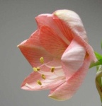image of flower