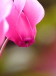 image of flower