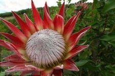 image of flower