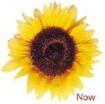 image of sunflower