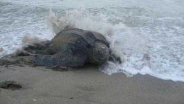 image of leatherback_turtle