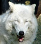 image of white_wolf