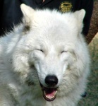 image of white_wolf #2