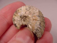 image of chambered_nautilus