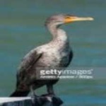 image of bird