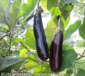 image of eggplant #5