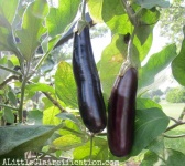 image of fruit_and_vegetable