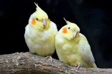 image of cockatiel