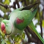 image of alexandrine_parakeet #2