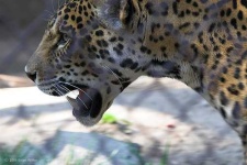 image of jaguar_car