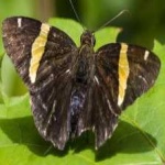image of animal