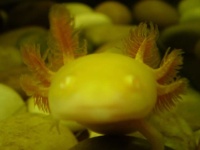 image of axolotl