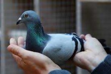 image of pigeon #22