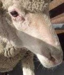 image of animal