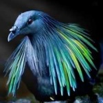 image of bird