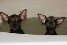 image of silky_terrier
