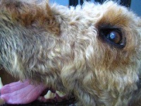 image of airedale