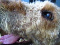 image of airedale #13