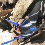 image of animal
