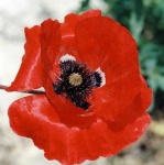 image of flower