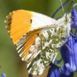 image of animal