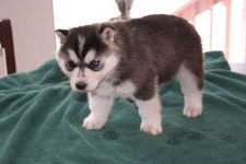 image of siberian_husky