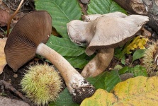 image of mushrooms