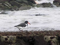image of oystercatcher