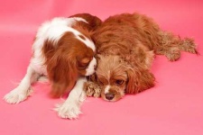 image of blenheim_spaniel