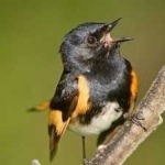 image of bird