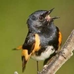 image of american_redstart #8