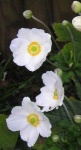 image of flower
