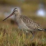 image of bird