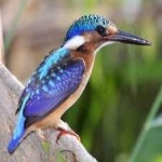 image of bird