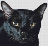 image of animal