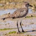 image of bird