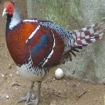 image of bird