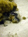 image of eel