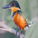 image of bird