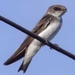 image of bird