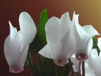 image of flower