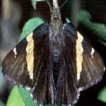 image of animal